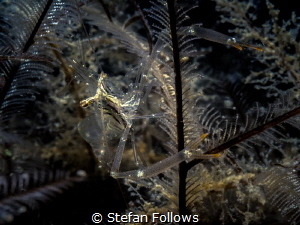 Indiscernible ... ? Black and Silver Cuapetes Shrimp - Cu... by Stefan Follows 